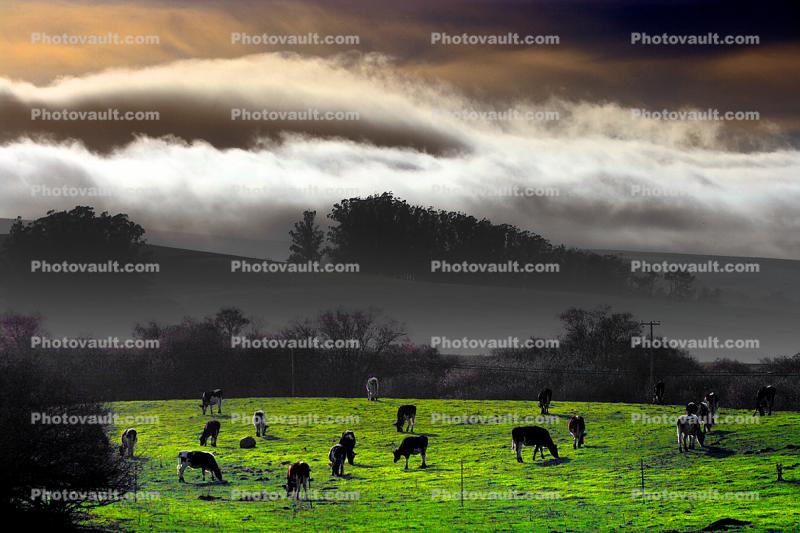 Cows, Cattle, Hills, Valley Ford, Bloomfield, Fog, Sonoma County