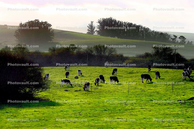 Cows, Cattle, Hills, Valley Ford, Bloomfield, Fog, Sonoma County, Grass Field