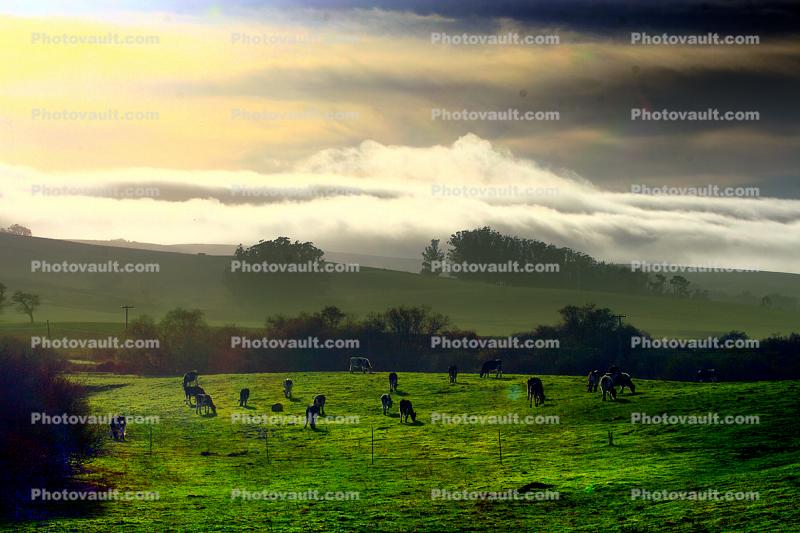 Cows, Cattle, Sonoma County, Grass Field