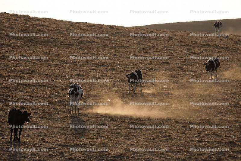 Dairy Cows, Cattle, Sonoma County, Two-Rock