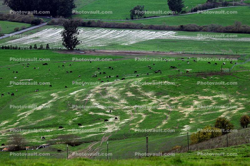 Dairy Cows, Cattle, Sonoma County, Two-Rock, Grass Field