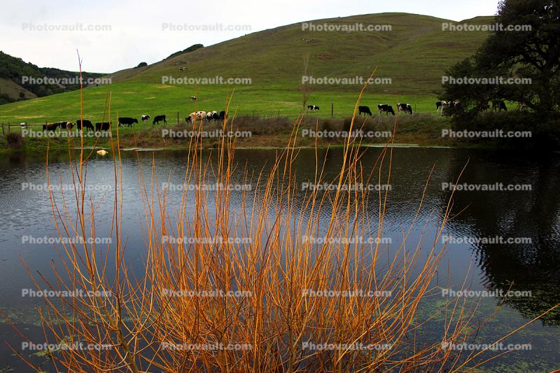 Pond, Hills, Water, Winter, Dairy Cows, Cattle, Sonoma County, Two-Rock