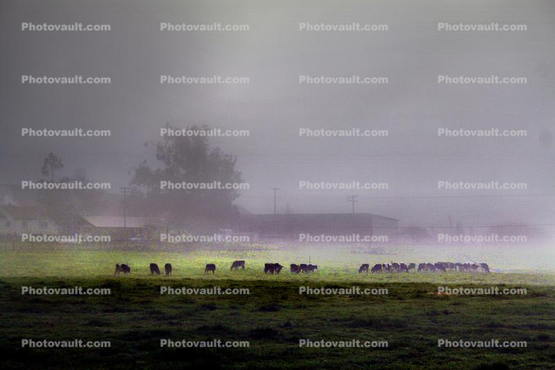 Dairy Cows, Cattle, Fog, Fields, Two-Rock, Sonoma County