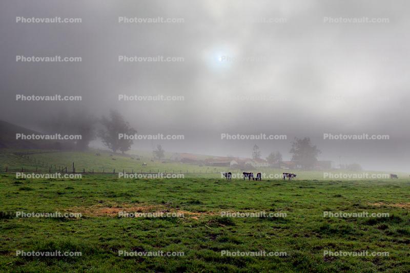 Dairy Cows, Cattle, Fog, Fields, Two-Rock, Sonoma County