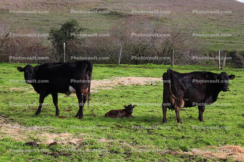 calf, Dairy Cows, Cattle, Sonoma County, Two-Rock