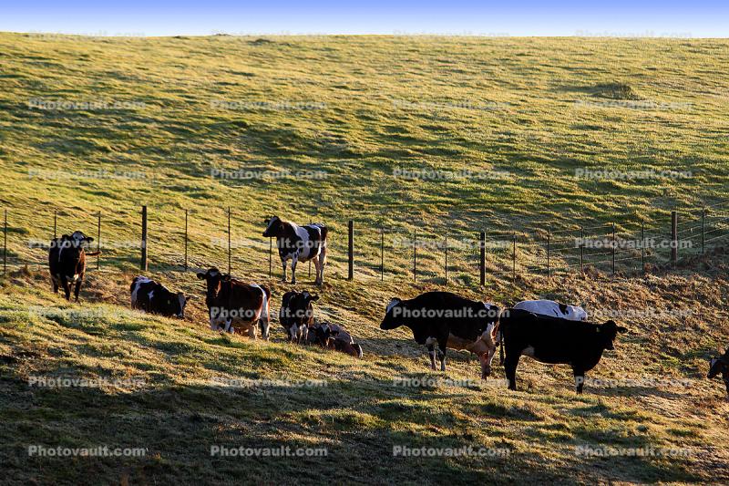 Dairy Cows, Cattle, Fields, Hills, Two-Rock, Sonoma County
