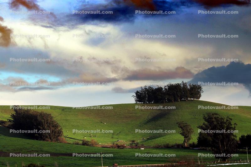 Dairy Cows, Fields, Hills, Winter, Clouds, Two-Rock, Sonoma County