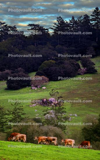 Jersey Cows, Cattle, Dairy, Sonoma County