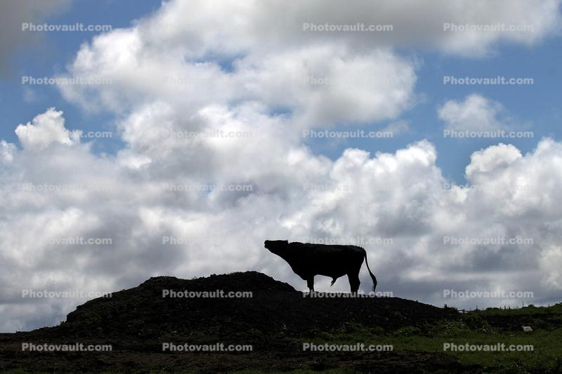 Cows, Cattle, Marin County, silhouette