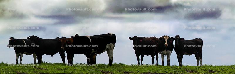 Cows, Cattle, Marin County, Panorama