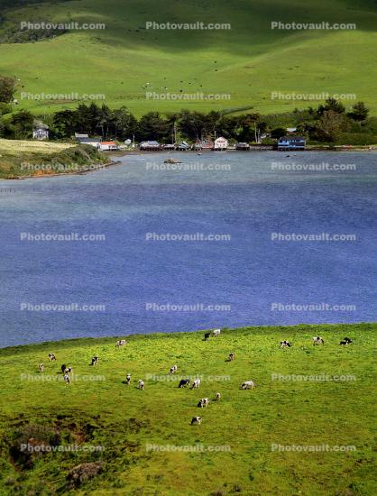 Cows, Cattle, Tomales Bay, Marin County