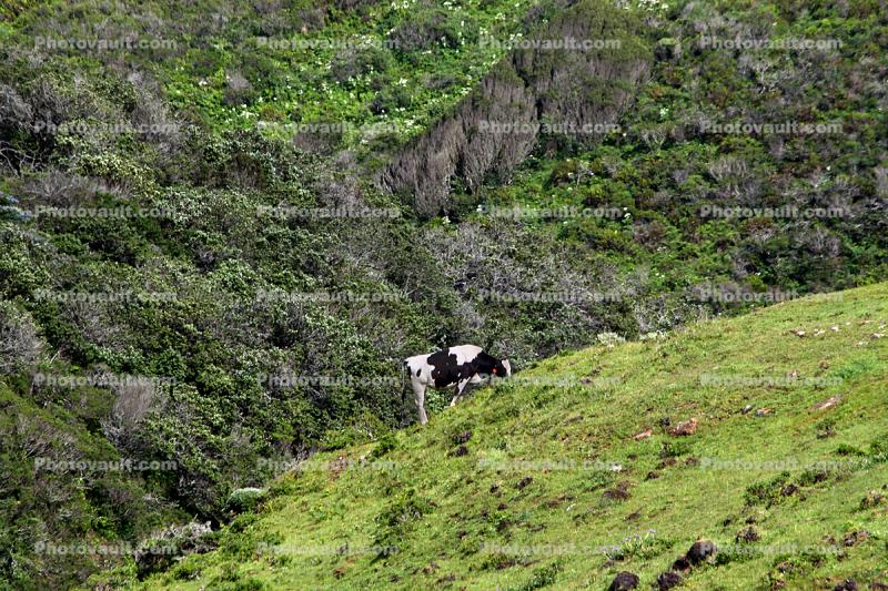 Cows, Cattle, Marin County, Tomales Bay