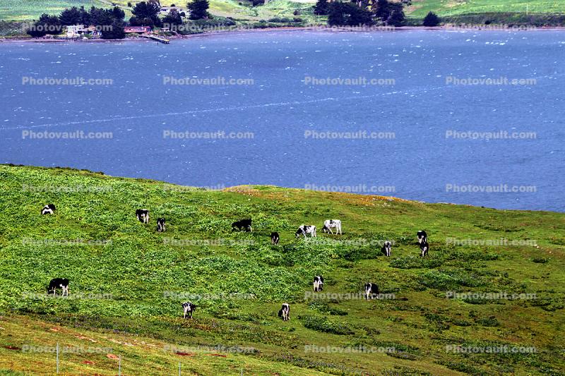 Cows, Marin County, California