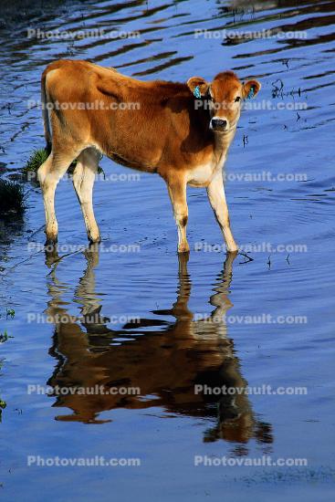Jersey Cows, Pond Water, Lake, Reservoir, Bodega Sonoma County