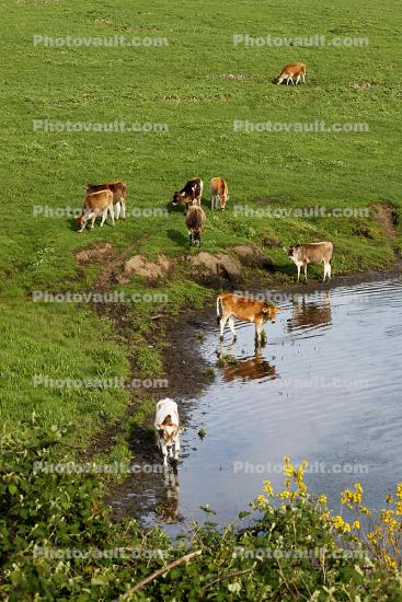 Jersey Cows, Water, Lake, Reservoir, Pond, Bodega Sonoma County