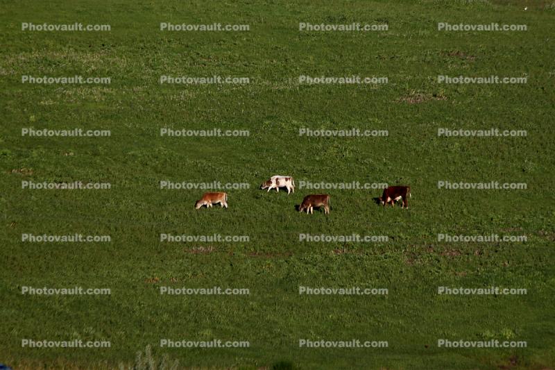 Jersey Cows, Sonoma County, California