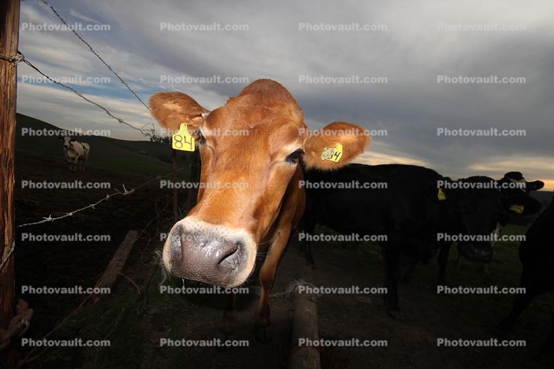 Jersey Cows, Petaluma, California, Two-Rock, Sonoma County