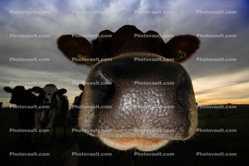Nosey Cow, Jersey Cows, Petaluma, California, Two-Rock, Sonoma County