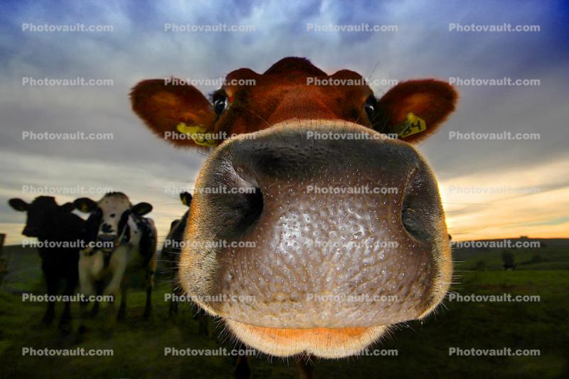 Happy Cow, smiles, Humor, humorous, friendly, nose, nosey, cute, Jersey Cow