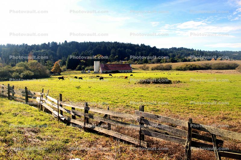 Fence, Barn, Cows, Fields, Freestone, Sonoma County, California
