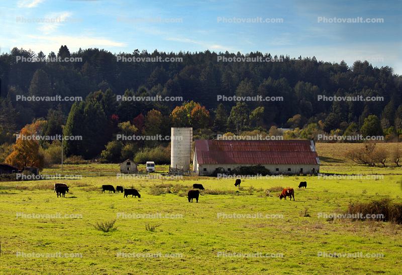 Barn, Cows, Fields, Freestone, Sonoma County, California