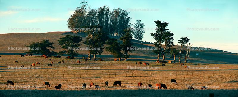 Cows, Cattle, Marin County, California