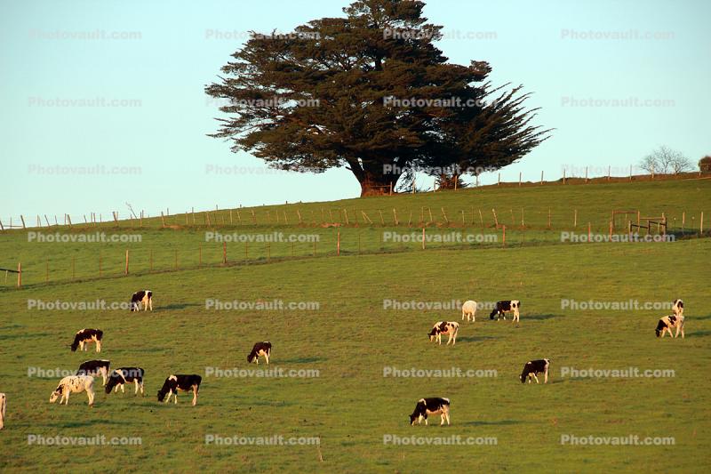 Grazing Cows, grass, Marin County, Grass Field