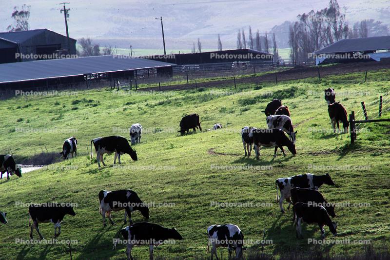 Grazing Cows, Valley Ford, Sonoma County