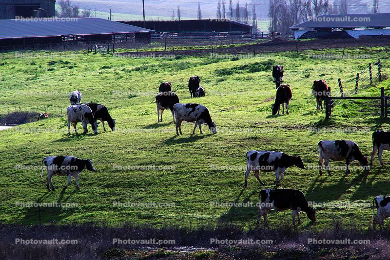 Grazing Cows, Valley Ford, Sonoma County