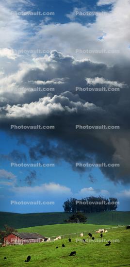 Dramatic clouds over farmlands, barn, cattle, cows