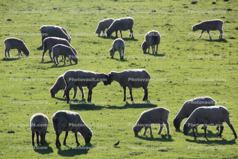 Sheep butting heads, grazing, sheep, grass