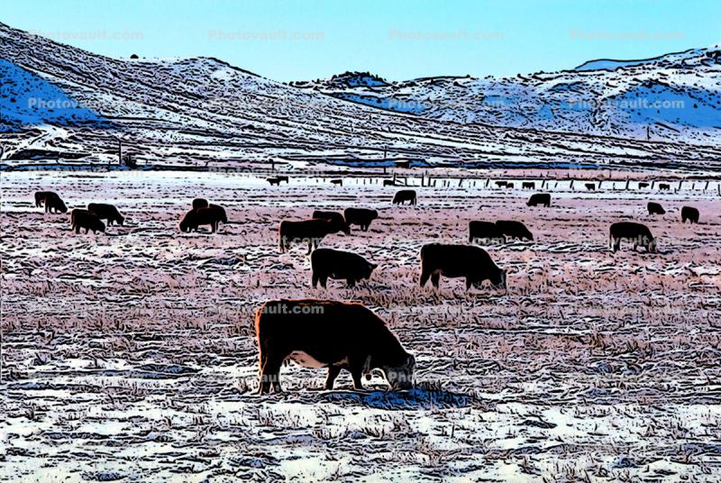 Cows grazing in the snow, Paintography