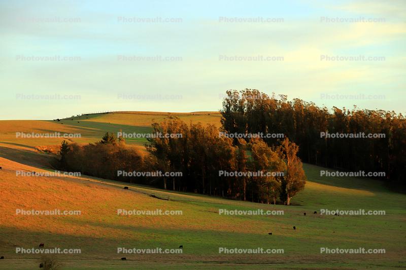 Rolling Hills with Trees