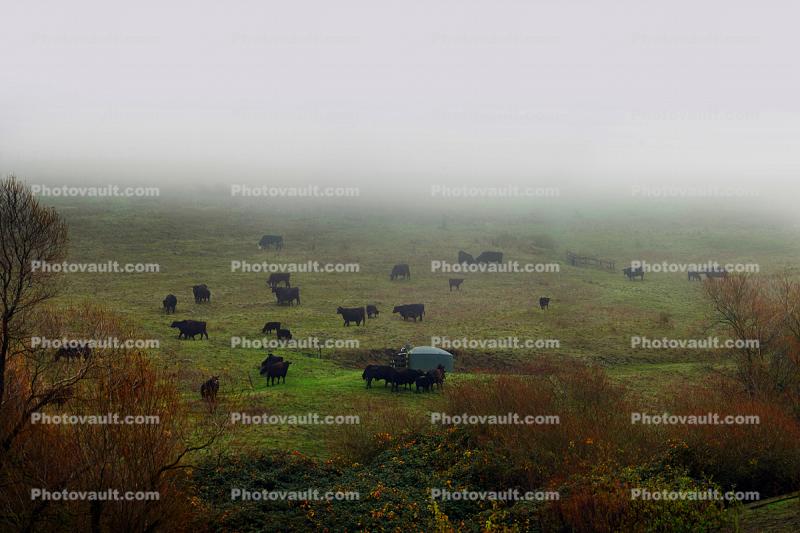 Beef Cows grazing, Wintry Rainy Foggy Day, Hill, trees, Petaluma
