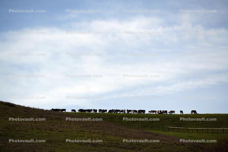 Cows on the top of the hill