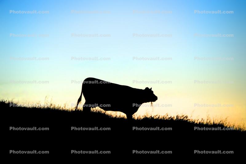 Cow on a Field