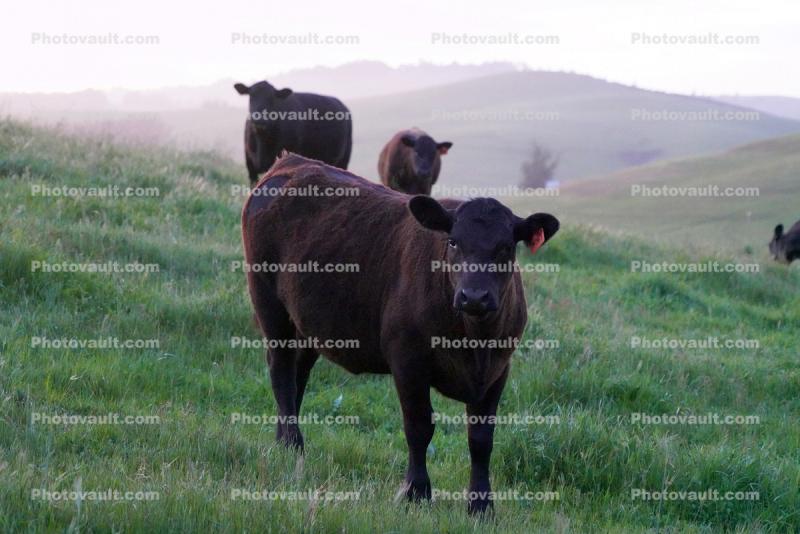 Cows on a Grass Field