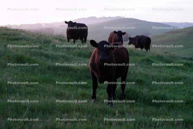 Cows on a Grass Field