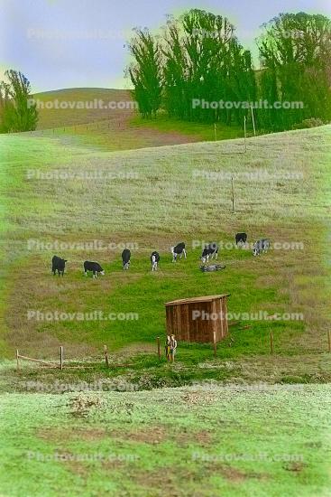 Cows, Rose Avenue, Cotati, Sonoma County, Eucalyptus