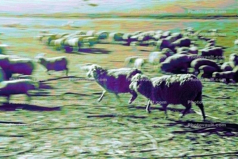 Galloping Sheep, Cotati, Sonoma County