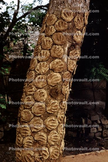 Cow Dung, drying on a tree