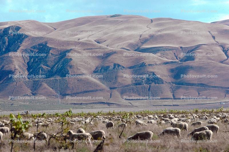 Sheep, the Grapevine, north of Los Angeles