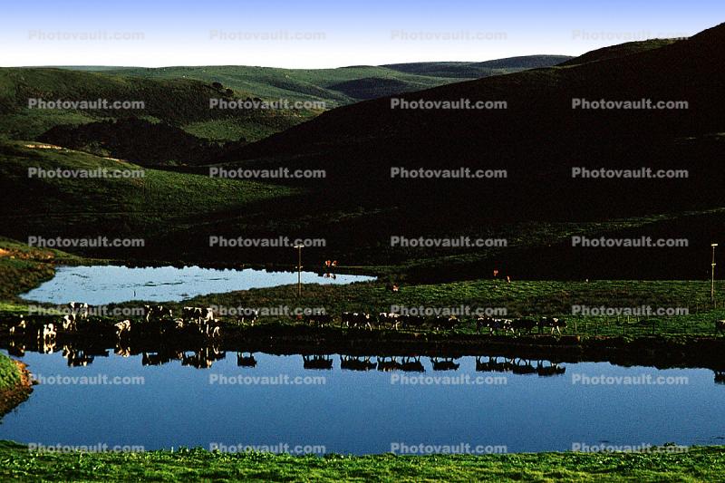 Cows, Pond, Lake, Reflection