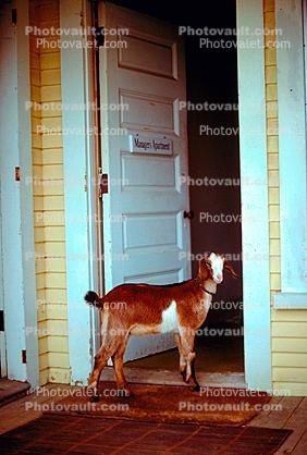 Goat, Door, Home, Entrance