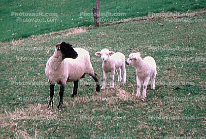 Sheep, Lambs