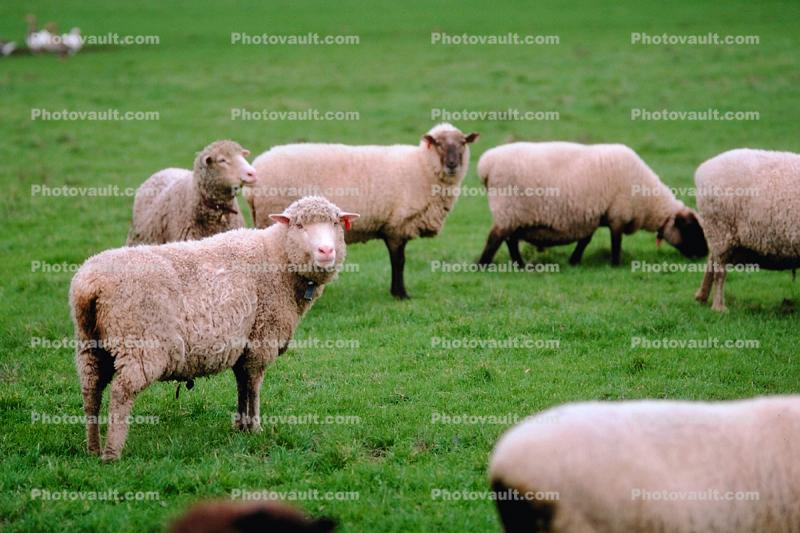 Sheep, Grass