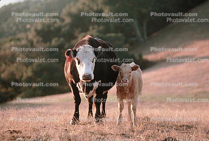 Pleasanton, Cow, Calf