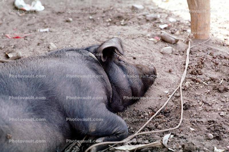 Sleeping Pig, Hog, Yelapa, Mexico