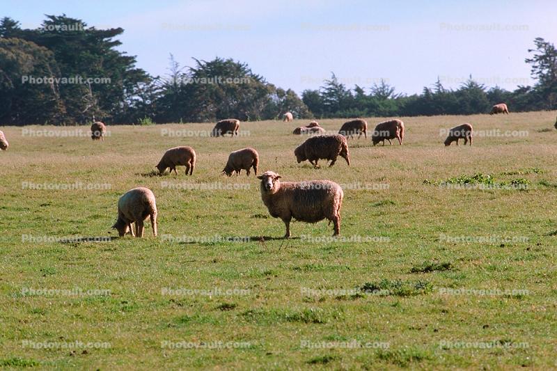 Grass Field, Sheep