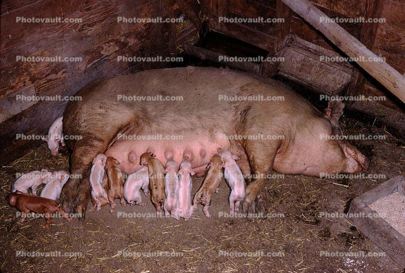Sow and her Piglets, babies, mother, suckling, cute